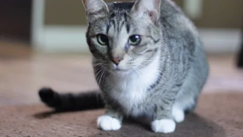 Cat loafing and looking Stock Footage 159628515