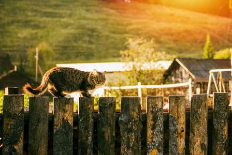 Cat on log fence looking at camera Stock Photos