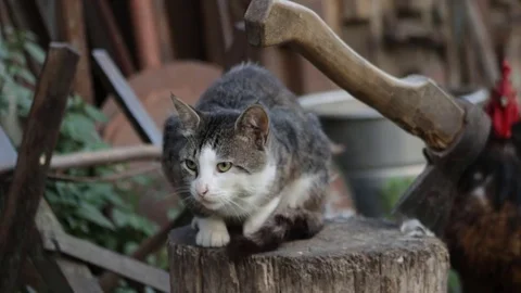 Cat on a log Stock Footage 79769755