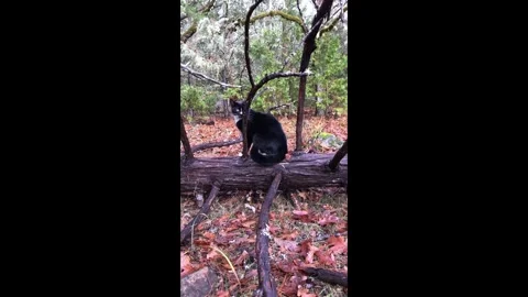 Cat on a log Stock Footage 296074435