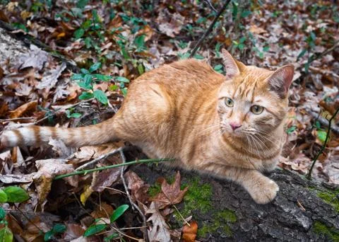 Cat on a log Stock Photos