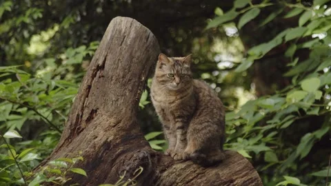Cat Log Wilderness Tree Stump Perched Outdoor Stock Footage 317404845