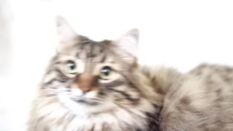A cat with a long, fluffy tail is sitting on a white background Stock Footage 313174412