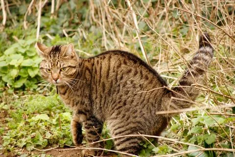 Cat in long grass Stock Photos