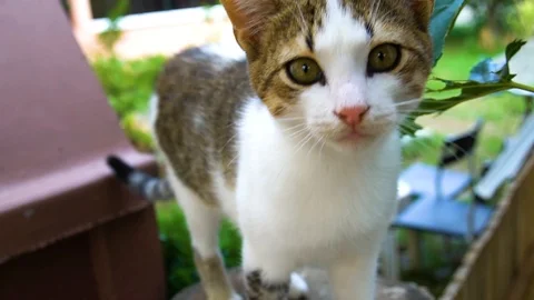 Cat look at the camera Vidéo 105716218