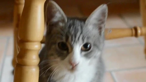 Cat look at the camera 스톡 동영상 166267884