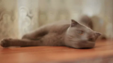 Cat look follow something Stock Footage 68656444
