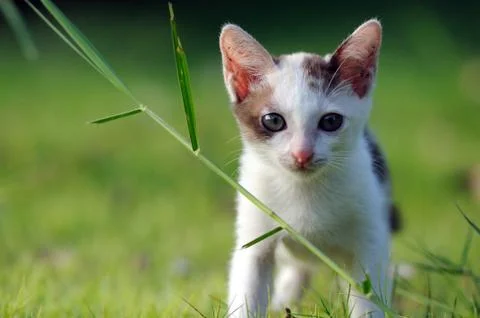 Cat look at front Stock Photos