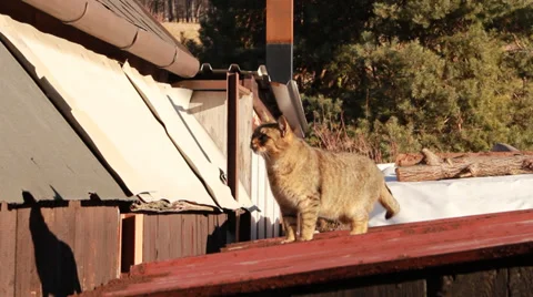 Cat look out Vídeo Stock 34964724