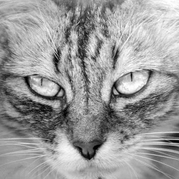 Cat look Stock Photos