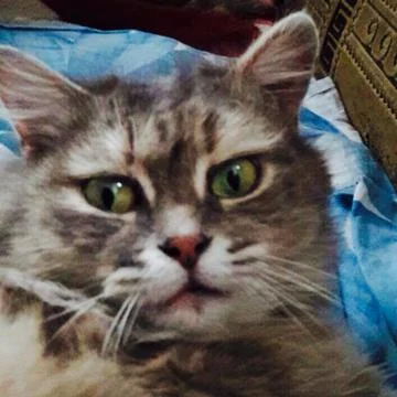 Cat Look Stock Photos