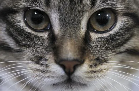Cat look Stock Photos