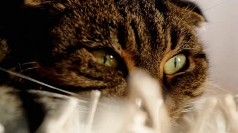 Cat look portrait close-up.Cat with green eyes portrait. Stock Footage 232379462