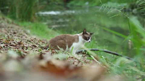 Cat look at something in river Stock Footage 153573145