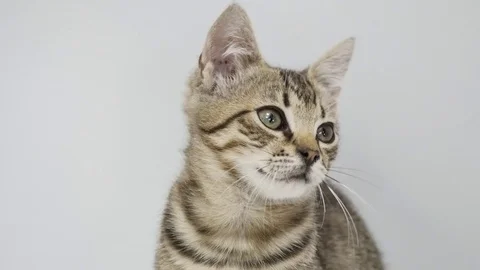 Cat look up on a white background Stock Footage