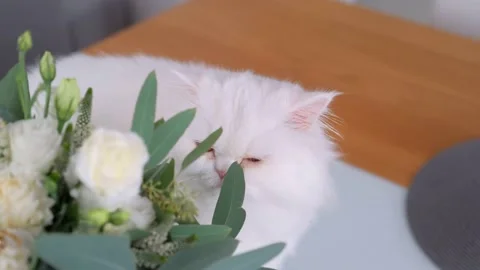Cat looked into the camera. It is hiding and sniffing a bouquet. Stock Footage 132246737