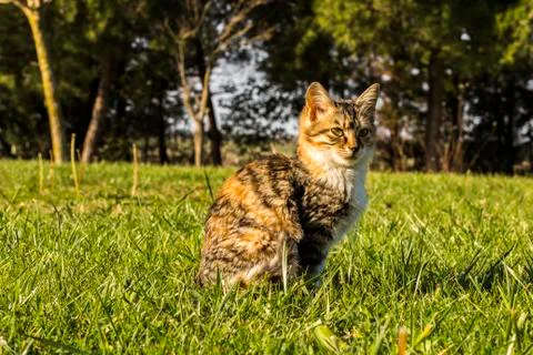 Cat Looked Stock Photos