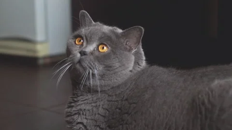 Cat looking and blinking 스톡 동영상 141385238