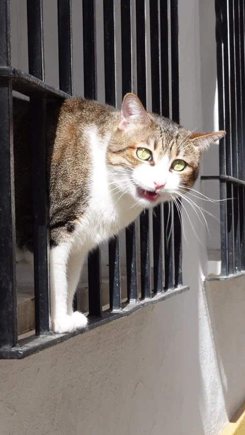 Cat looking and meowing at the window Stock Footage 332012020