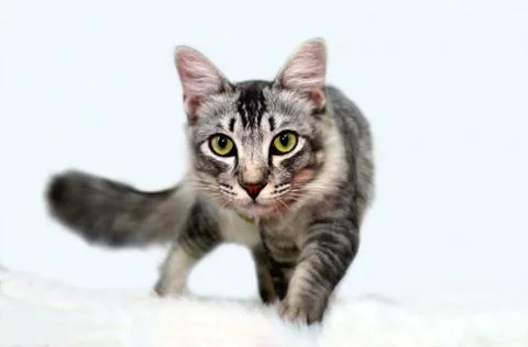 Cat looking and searching for something Stock Photos