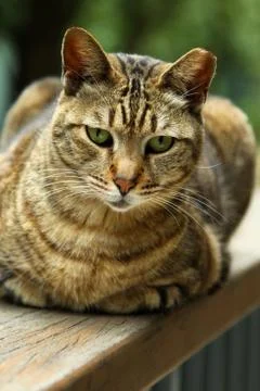 Cat looking and sitting Stock Photos
