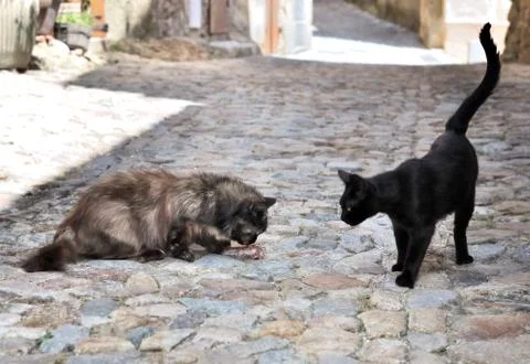 Cat looking at another eating Stock Photos