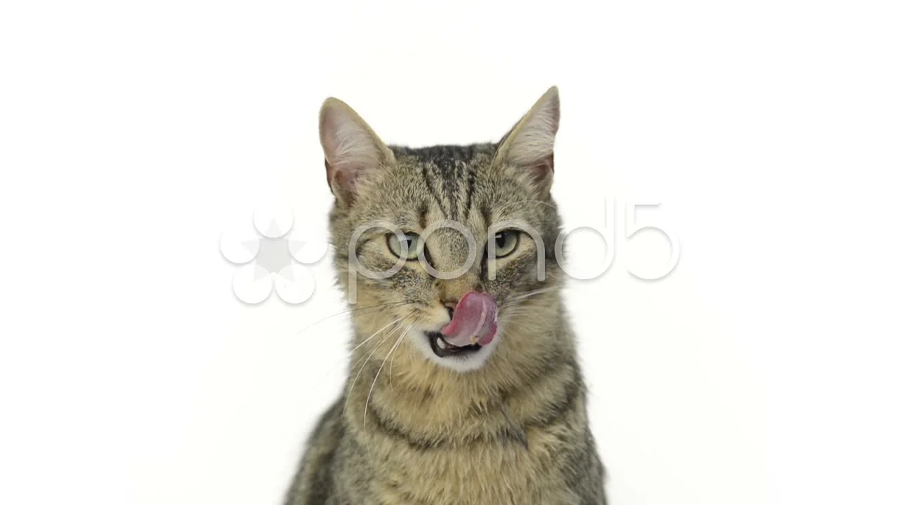 Cat Licking Its Lips