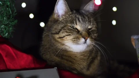 Cat looking around  and meowing under christmas tree Stock Footage 121685202