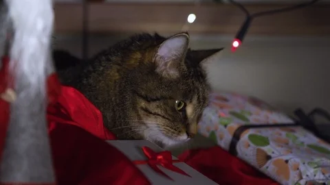 Cat looking around  and meowing under christmas tree Stock Footage 121720102