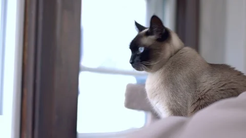 Cat Looking Around and Out Window Video stock 127577810
