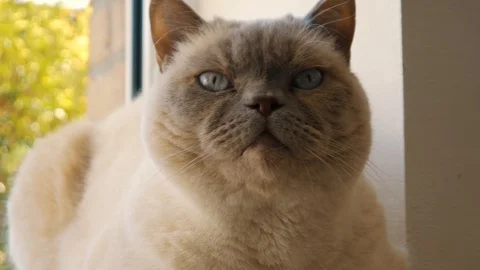 Cat Looking Around Curious Stock Footage 105621069