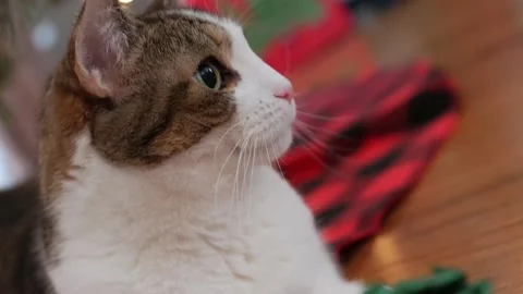 Cat Looking Around During Christmas Stock-Footage 145737332
