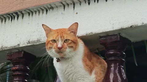 Cat looking around on the fence Stock Footage 304575565