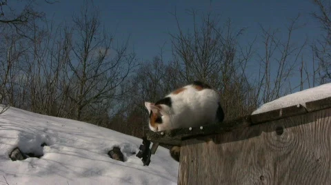 Cat looking around Video stock 654988