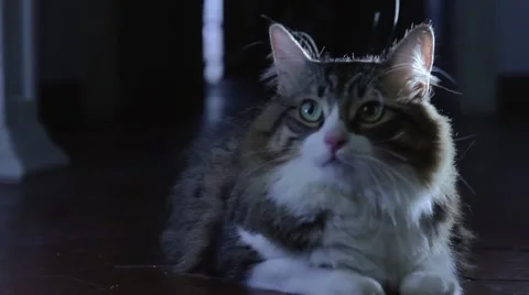 Cat looking around Video stock 46858827