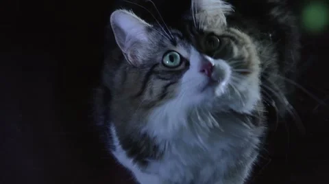 Cat looking around Video stock 46859592