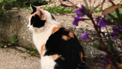 Cat looking around Stock Footage 142680556
