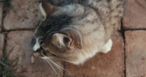 The cat is looking around 動画素材 143471342