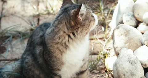 The cat is looking around Stock Footage 143477777