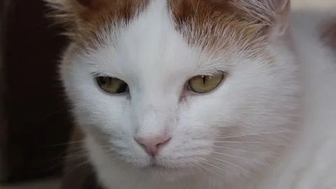 Cat Looking Around Stock Footage 169974325
