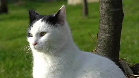 The cat is looking around Stock Footage 301244129