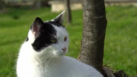 The cat is looking around Stock Footage 301244229