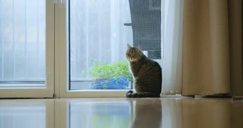 Cat looking around, moves its ears, listens in living room. Stock Footage 124106614
