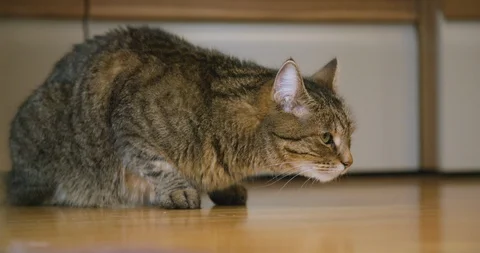 Cat looking around, moves its ears, listens in living room. Stock Footage 124106916