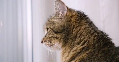 Cat looking around, moves its ears, listens in living room. Stock Footage 124107050