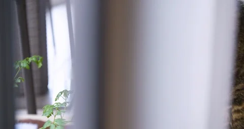 Cat looking around, moves its ears, listens in living room. Stock Footage 124107315