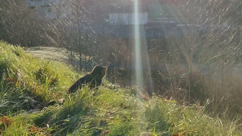 Cat Looking around in Tall Grass Sunny Winter Day Stock Footage 99792638