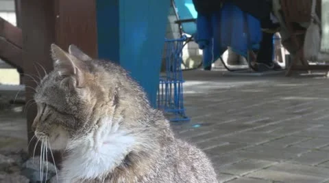Cat looking arround Stock Footage 11888234