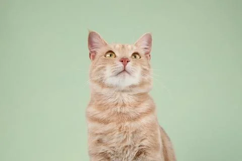 Cat looking aside Stock Photos