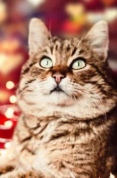 The cat is looking. asks for a glance. close-up. big eyes Fotos Stock